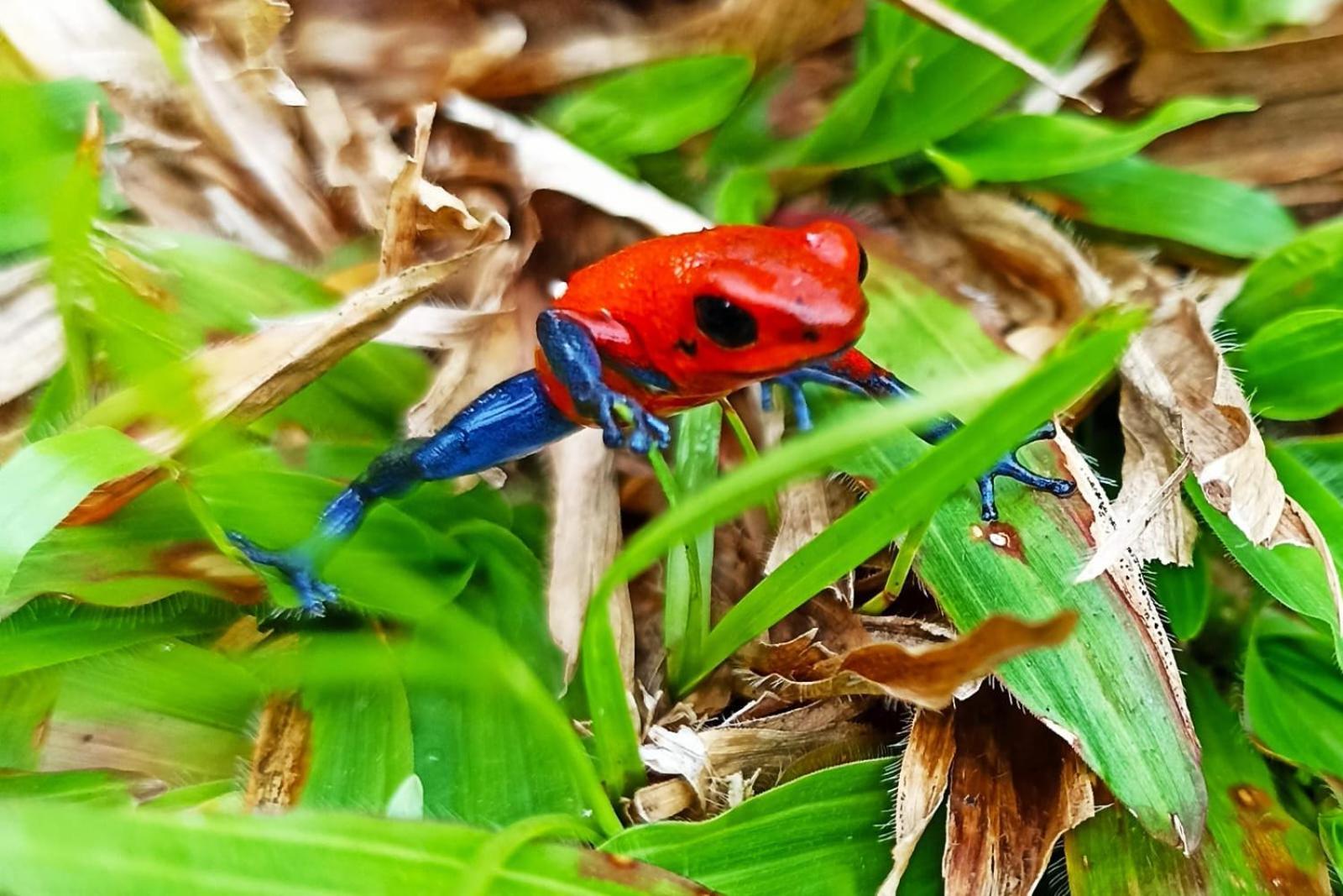 Villa Ceiba La Fortuna Exteriör bild